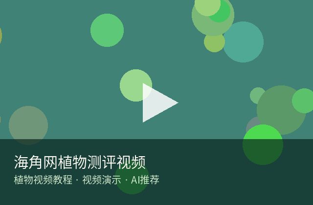 黑丝